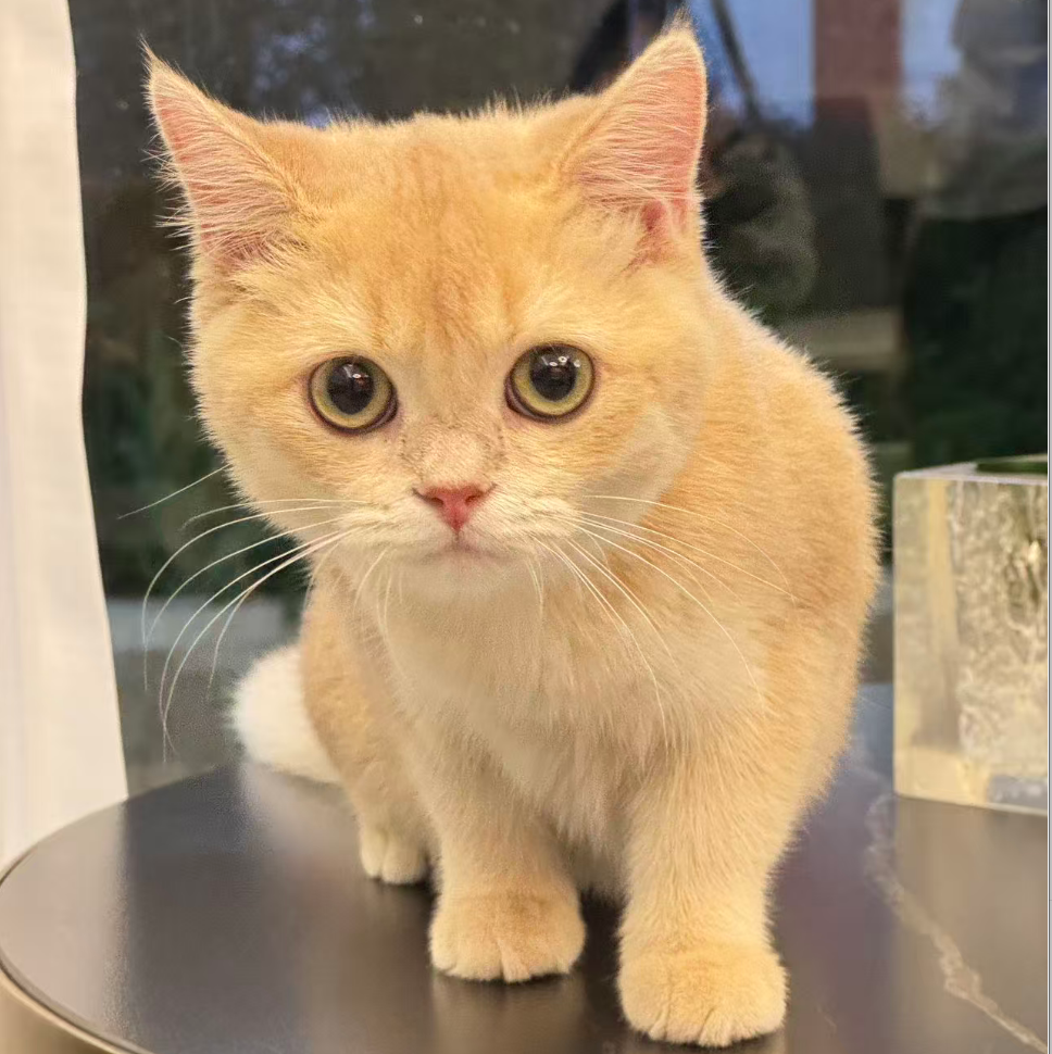 猫咪